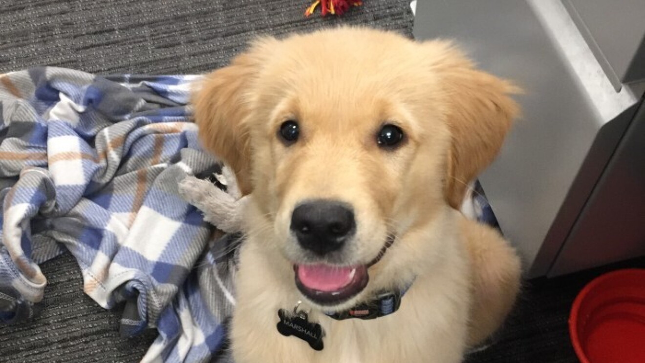 Amazon dogs