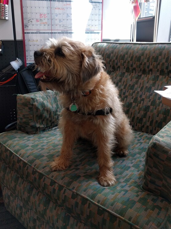 Dogs of Amazon - dog on sofa