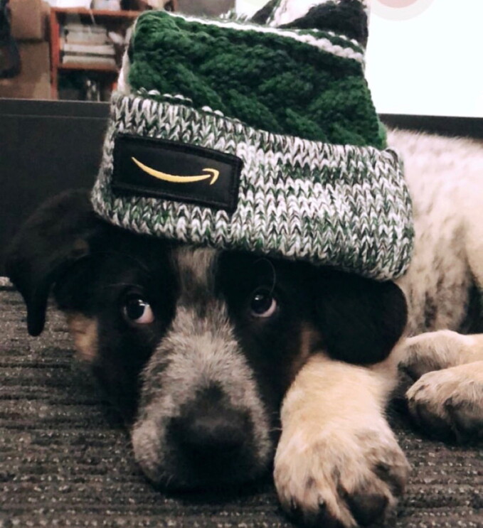 Dog in stocking cap.