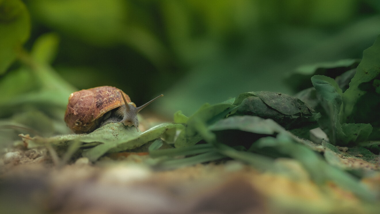 Una lumaca di Nuvò Cosmetic si ciba di foglie verdi