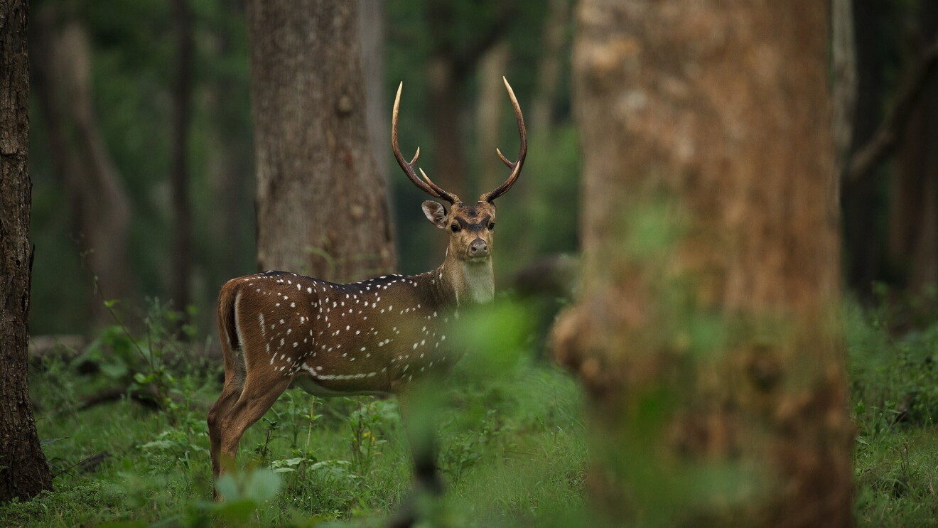 Wildlife in India