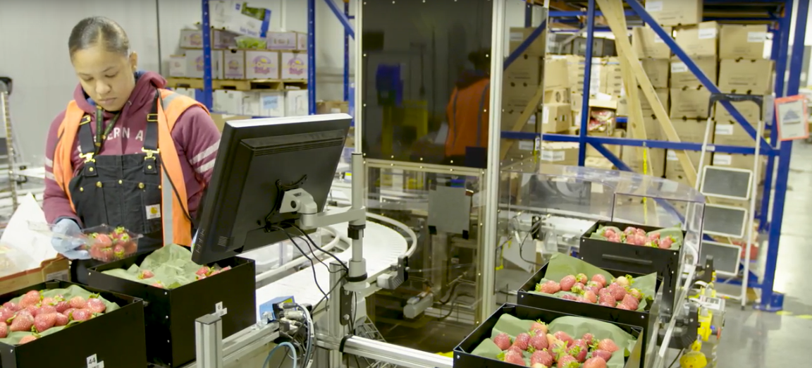 Eine Maschine sortiert Erdbeeren