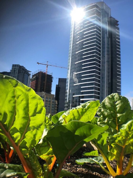 Amazon's rooftop organic vegetable garden, providing the harvest to FareStart restaurant