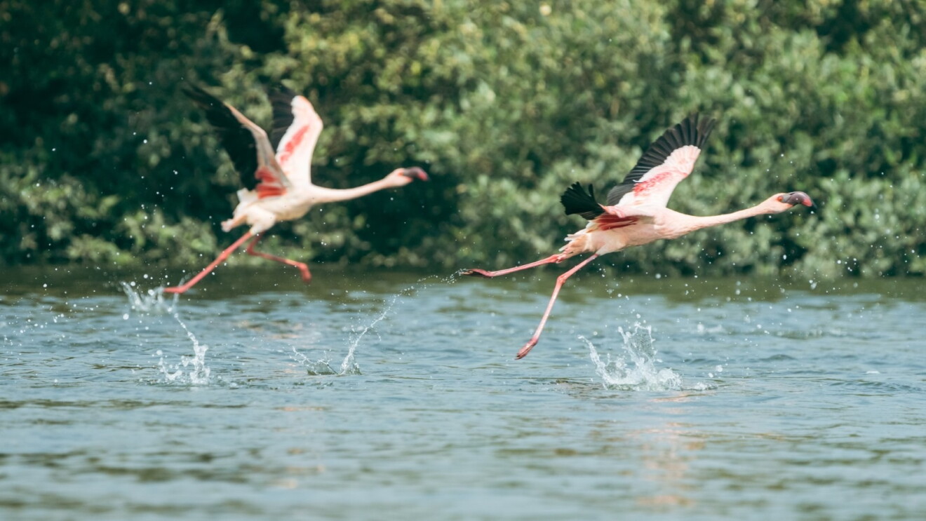 Amazon’s project protecting flamingoes in Mumbai and Thane Creek