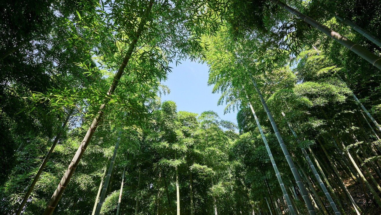 竹林の中で空を見上げたところ。高く生い茂る竹の葉の隙間から青い空が見える。