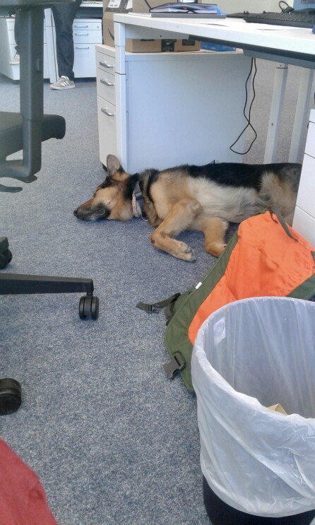 Ein Hund unter einem Schreibtisch