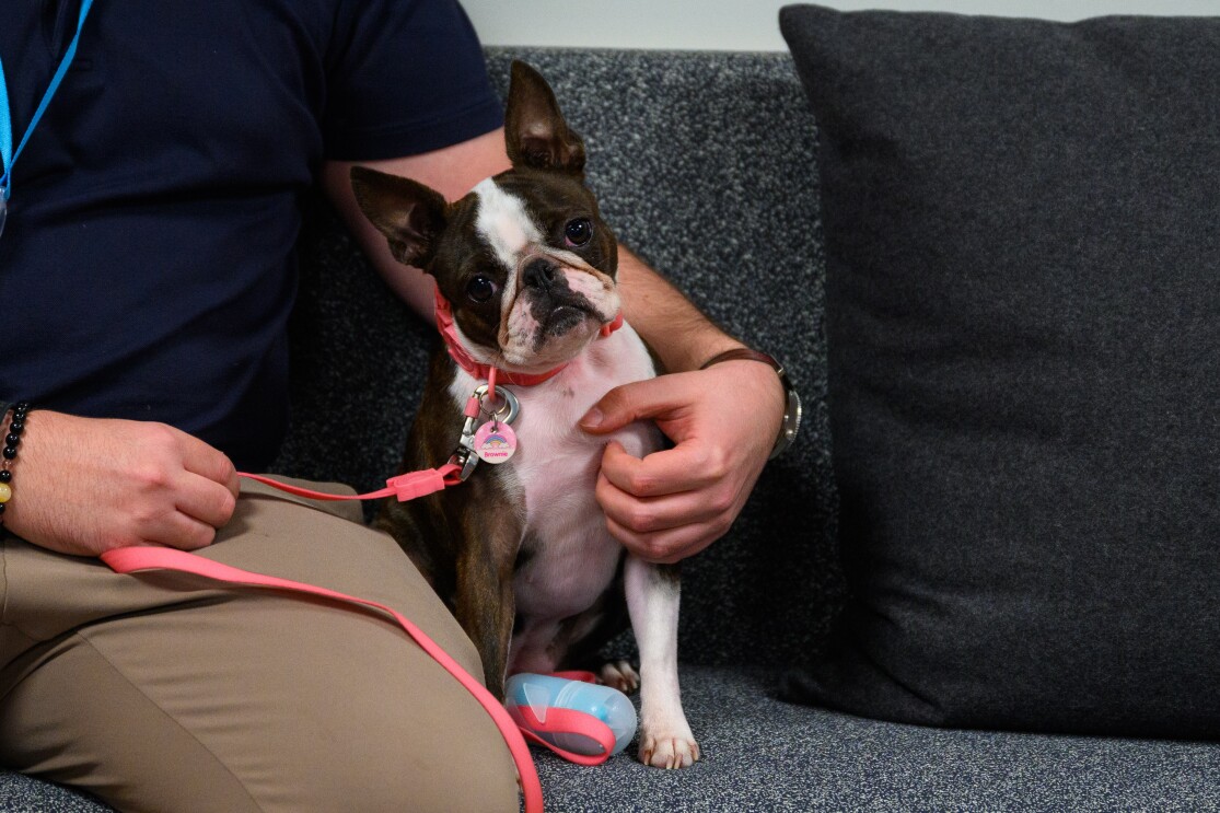 Brownie the Boston Terrier