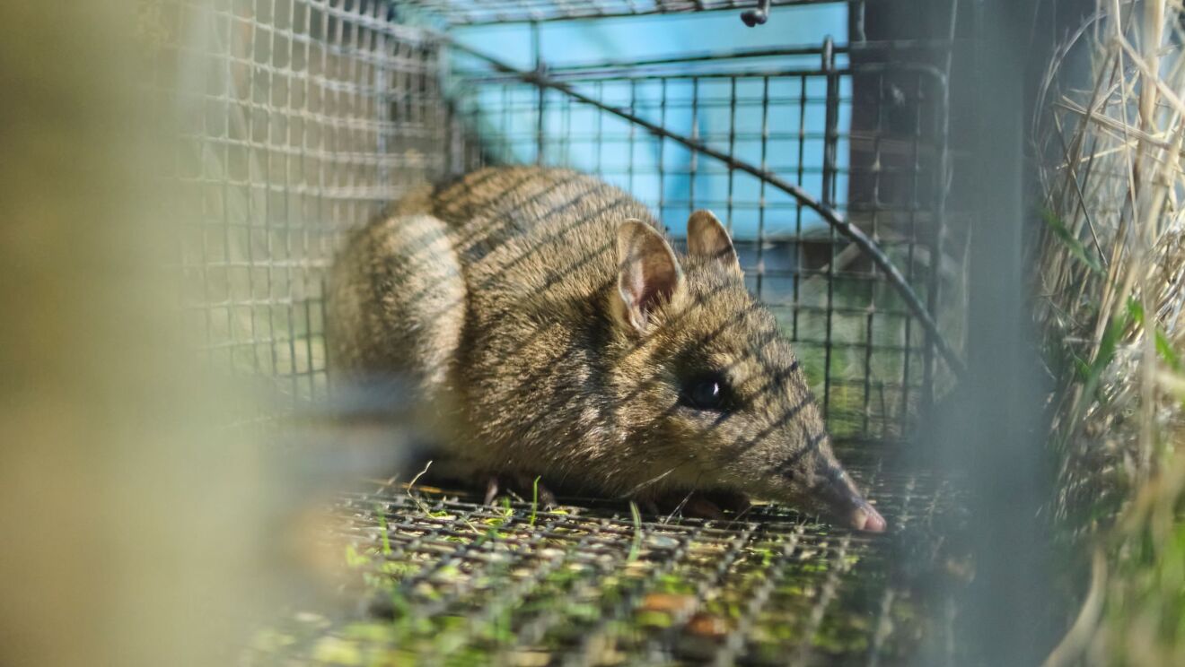 Eastern barred bandicoots