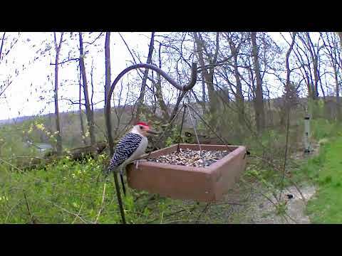 Alexa for bird watching