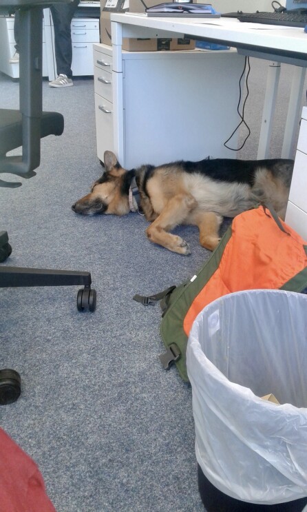 Ein Hund unter einem Schreibtisch