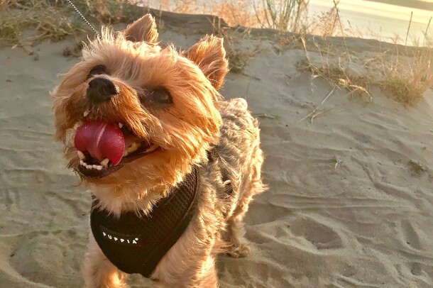 A Yorkshire Terrier stands on the beach, looking up at his owner, while the sun sets behind him.