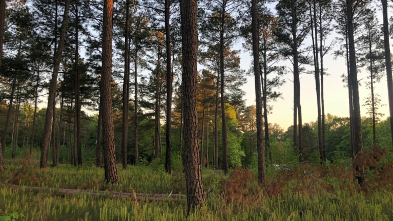 Longleaf pine trees growing in Georgia, representing the forests benefiting from Amazon's water replenishment project with the National Fish and Wildlife Foundation