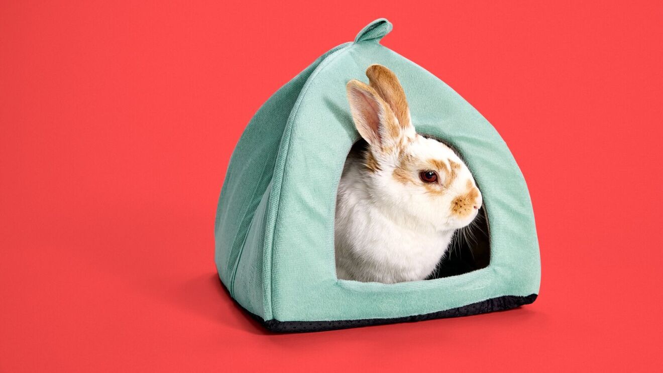 A white rabbit sits in a teal fabric hutch bed.