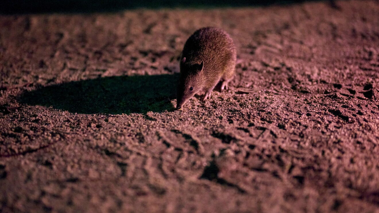 Southern brush-tailed rock-wallaby and eastern barred bandicoot