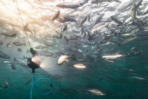 A photo of an underwater camera recording a school of fish.