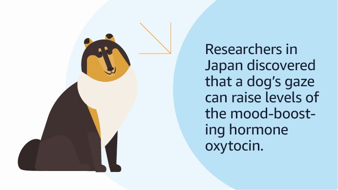 An image of a stat card sharing how dogs benefit their owners' health.