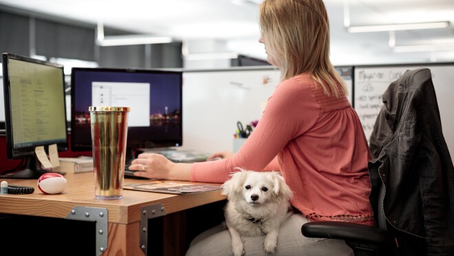 本周狗狗-佐伊,两岁的杂种狗"width=