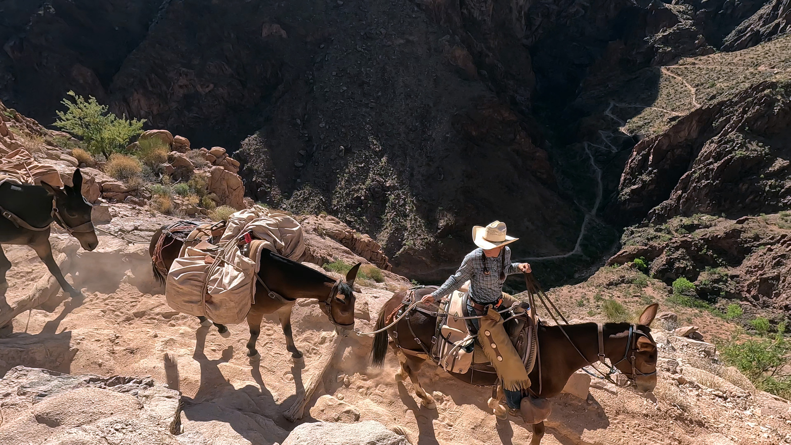 Mules ride behind front rider as they go down a trail in the Grand Canyon.