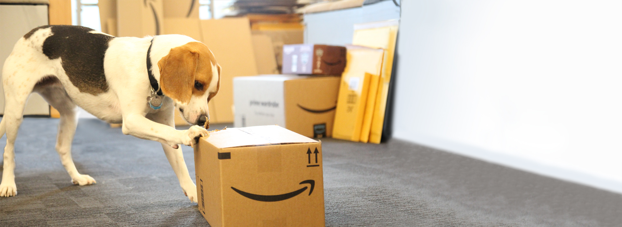 An Amazon dog curiously touches an Amazon package.