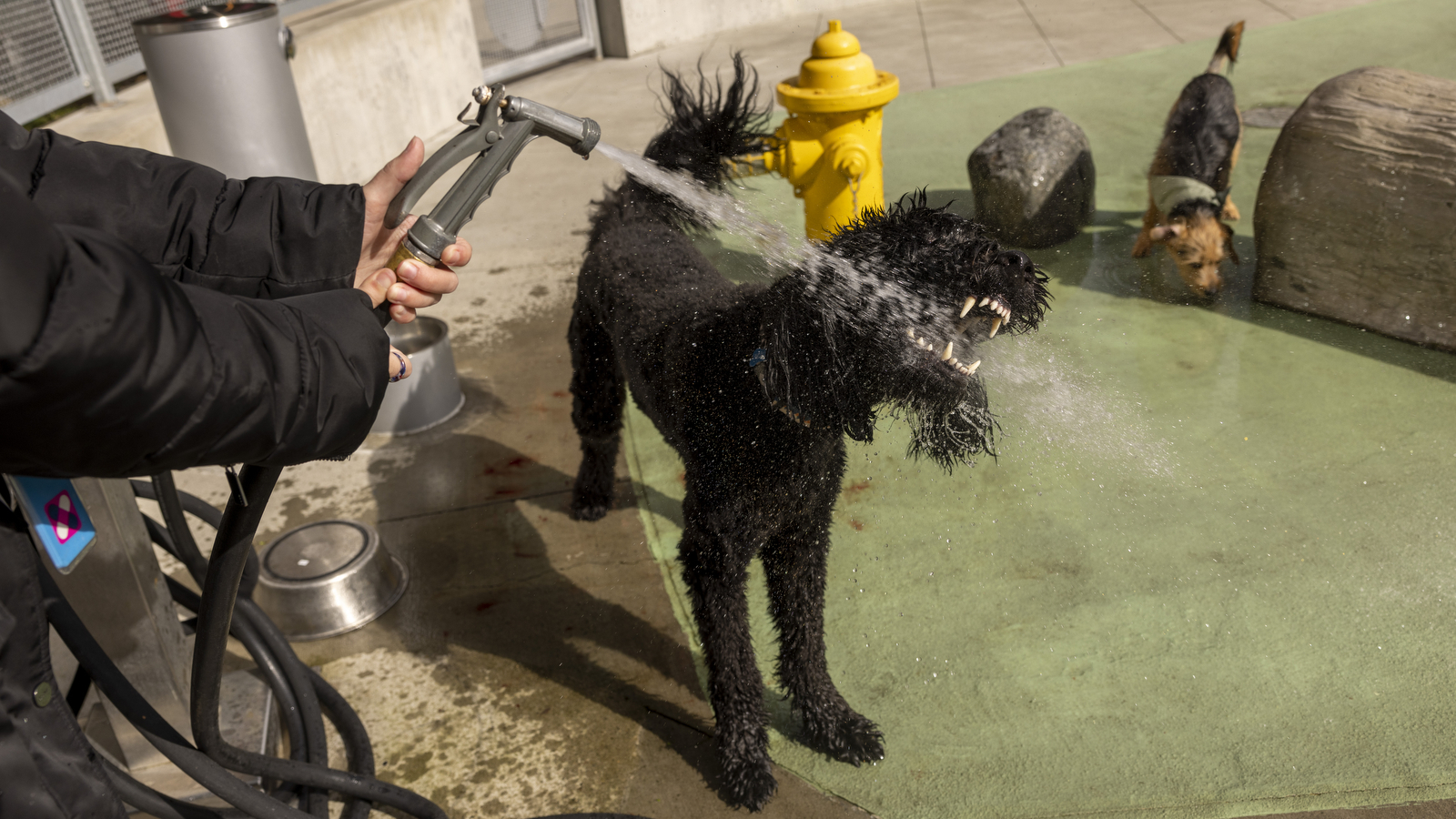 an image of a dog drinking from a hose at the amazon dog park in seattle